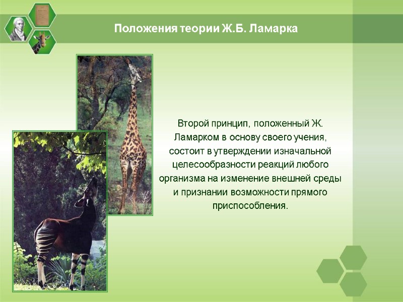 Положения теории Ж.Б. Ламарка Второй принцип, положенный Ж. Ламарком в основу своего учения, состоит